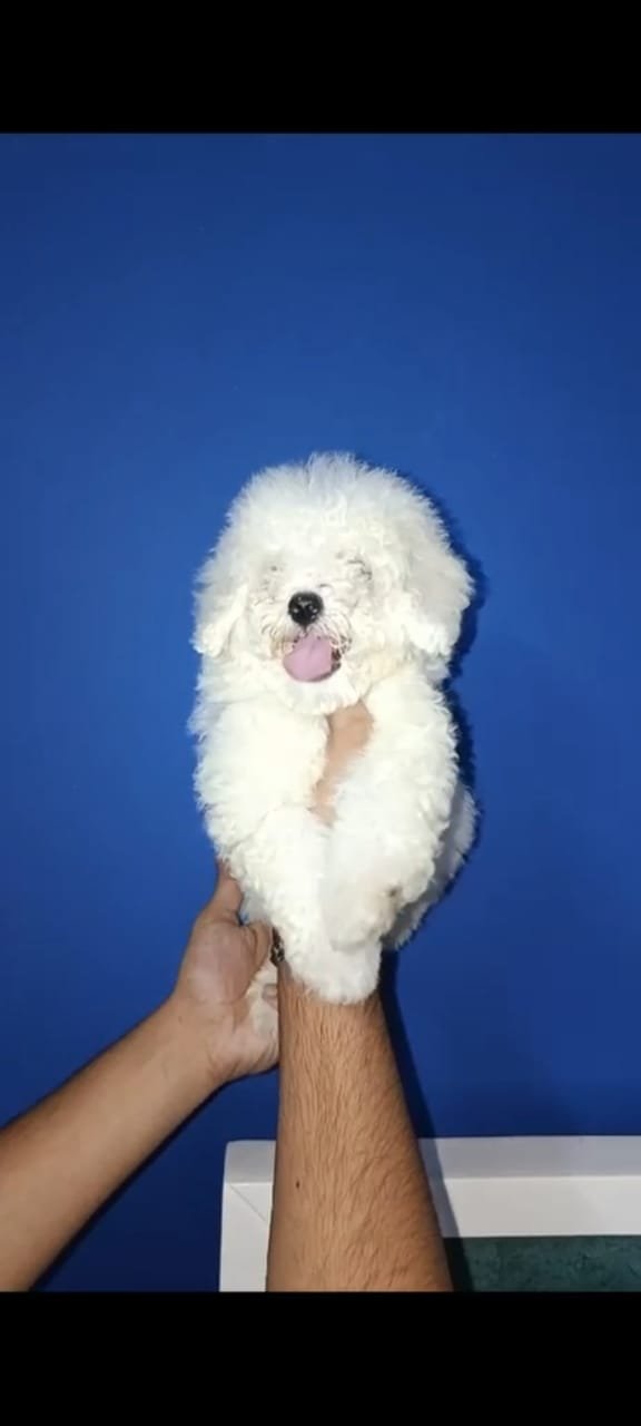 Purchase KCI Registered Maltese   Puppy from Goa